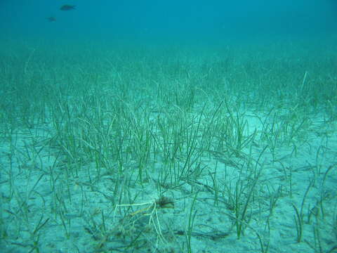 Image of Slender Seagrass