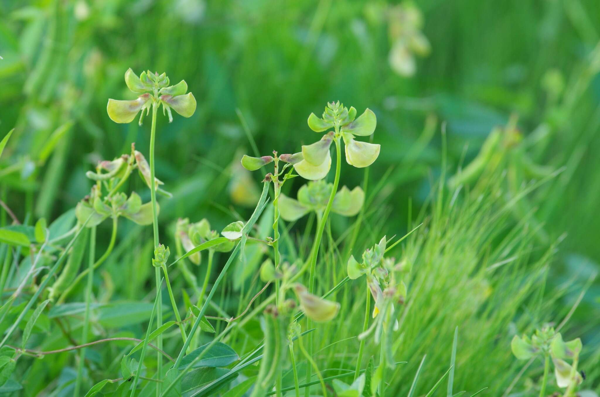 Image of hairypod cowpea