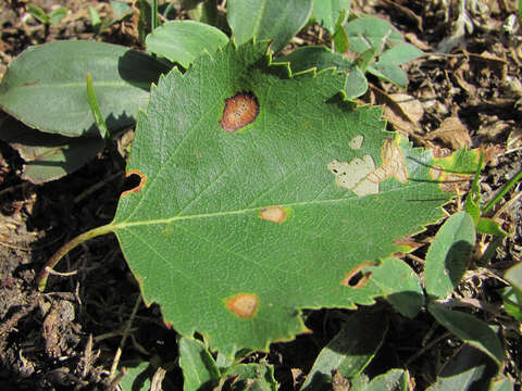 Imagem de Ramularia endophylla Verkley & U. Braun 2004