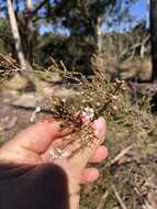 Sivun Leptospermum parvifolium Sm. kuva