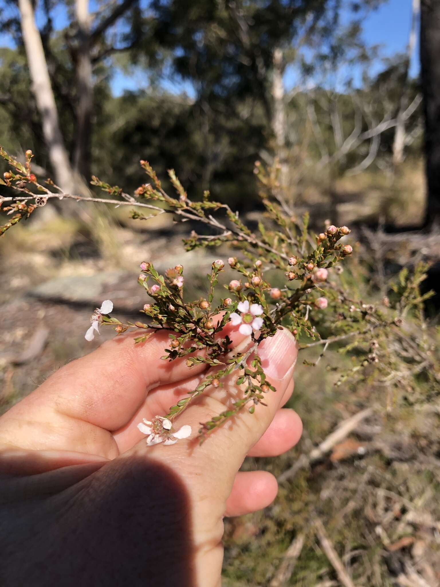 Sivun Leptospermum parvifolium Sm. kuva