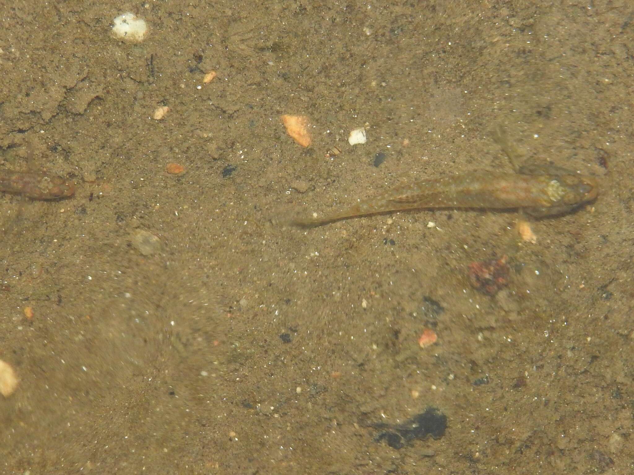 صورة Rhinogobius duospilus (Herre 1935)