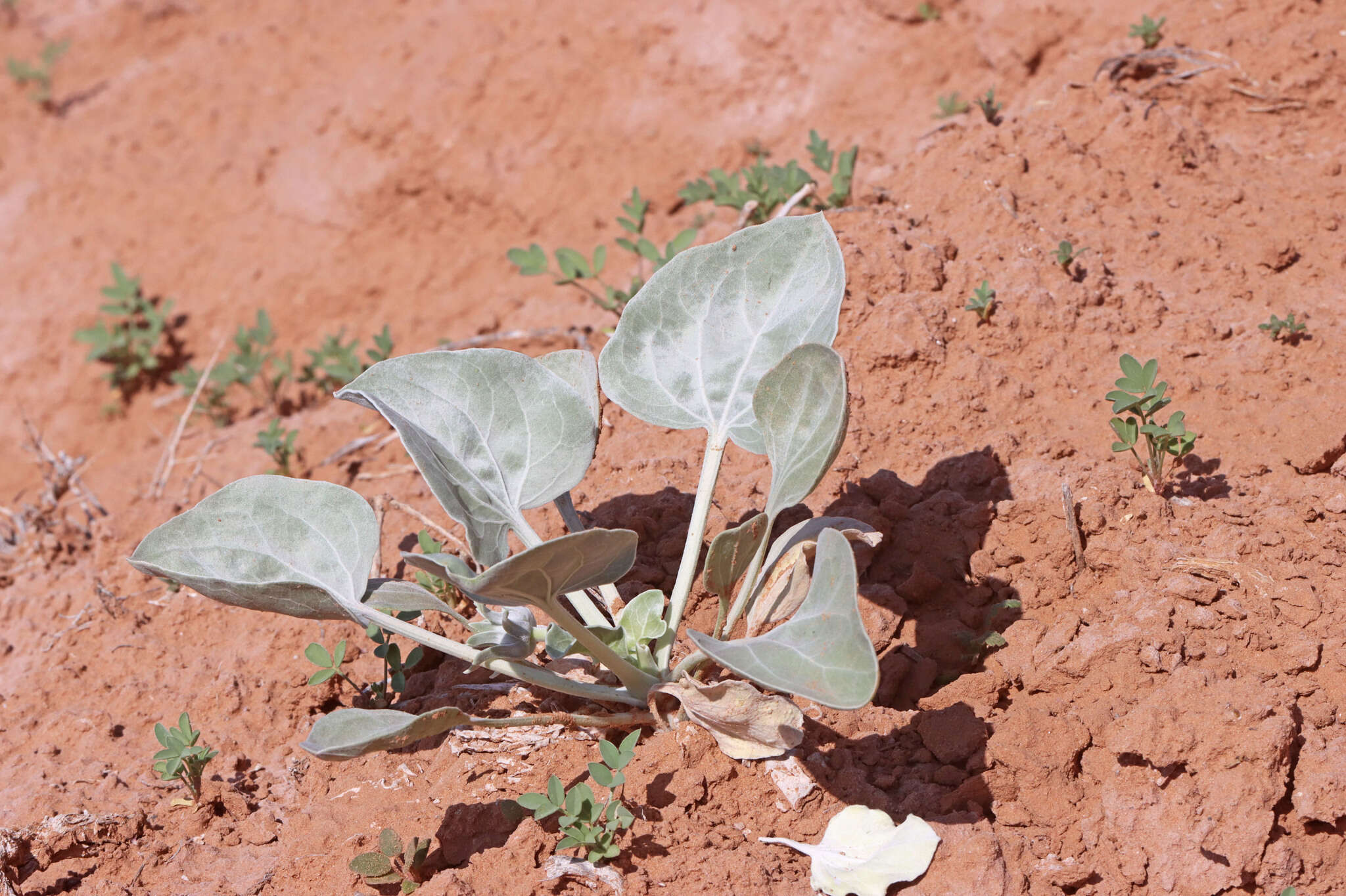 Image of nakedstem sunray