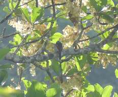 Image of Orange Minivet