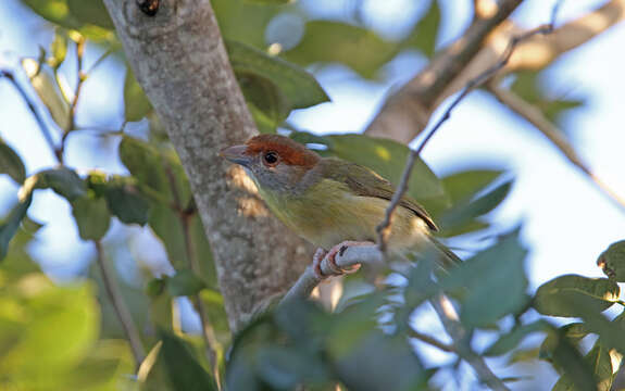 Imagem de Cyclarhis gujanensis insularis Ridgway 1885