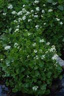 Imagem de Cardamine asarifolia L.