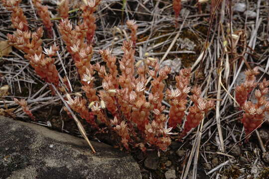 Image of Sedum rubens L.