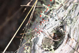 Image of Ravenel's cup lichen