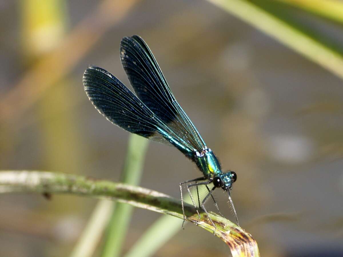 Image of Western Demoiselle