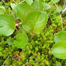 Image de Salix nakamurana subsp. kurilensis (Koidz.) Hiroyoshi Ohashi