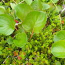 Image of Salix nakamurana subsp. kurilensis (Koidz.) Hiroyoshi Ohashi