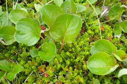 Image of Salix nakamurana subsp. kurilensis (Koidz.) Hiroyoshi Ohashi