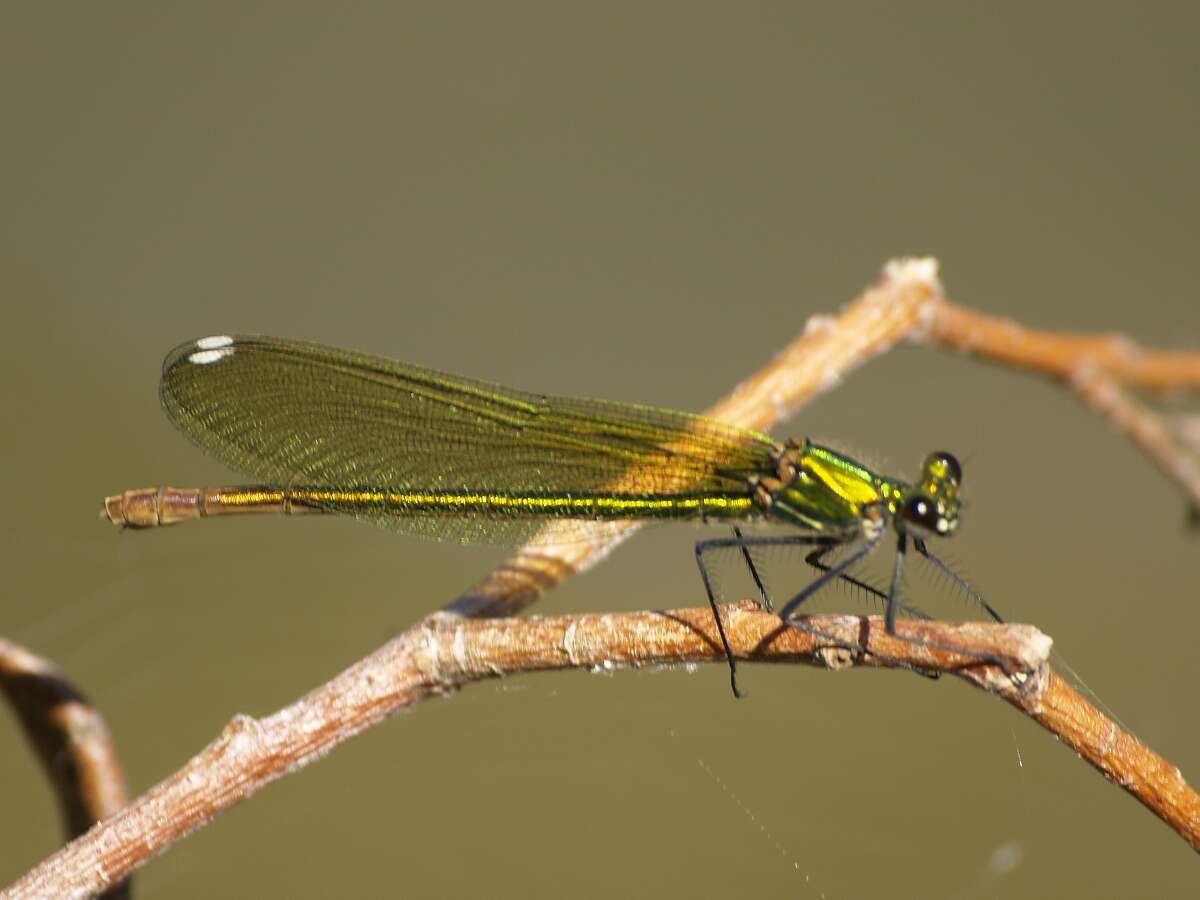 Image of Western Demoiselle