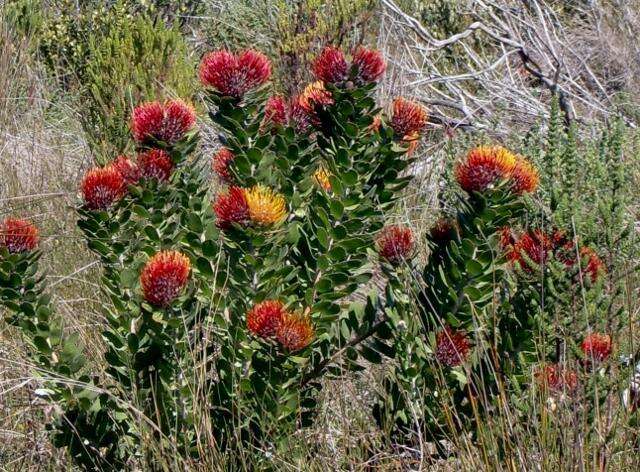 Image of Leucospermum praecox Rourke