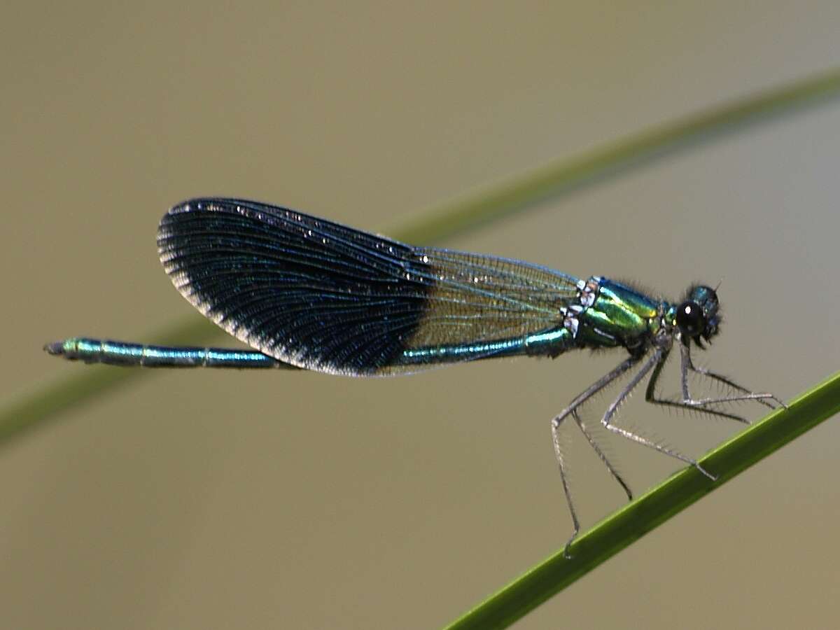 Image of Western Demoiselle