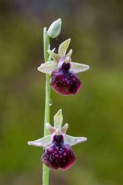 Image of Ophrys sphegodes subsp. helenae (Renz) Soó & D. M. Moore