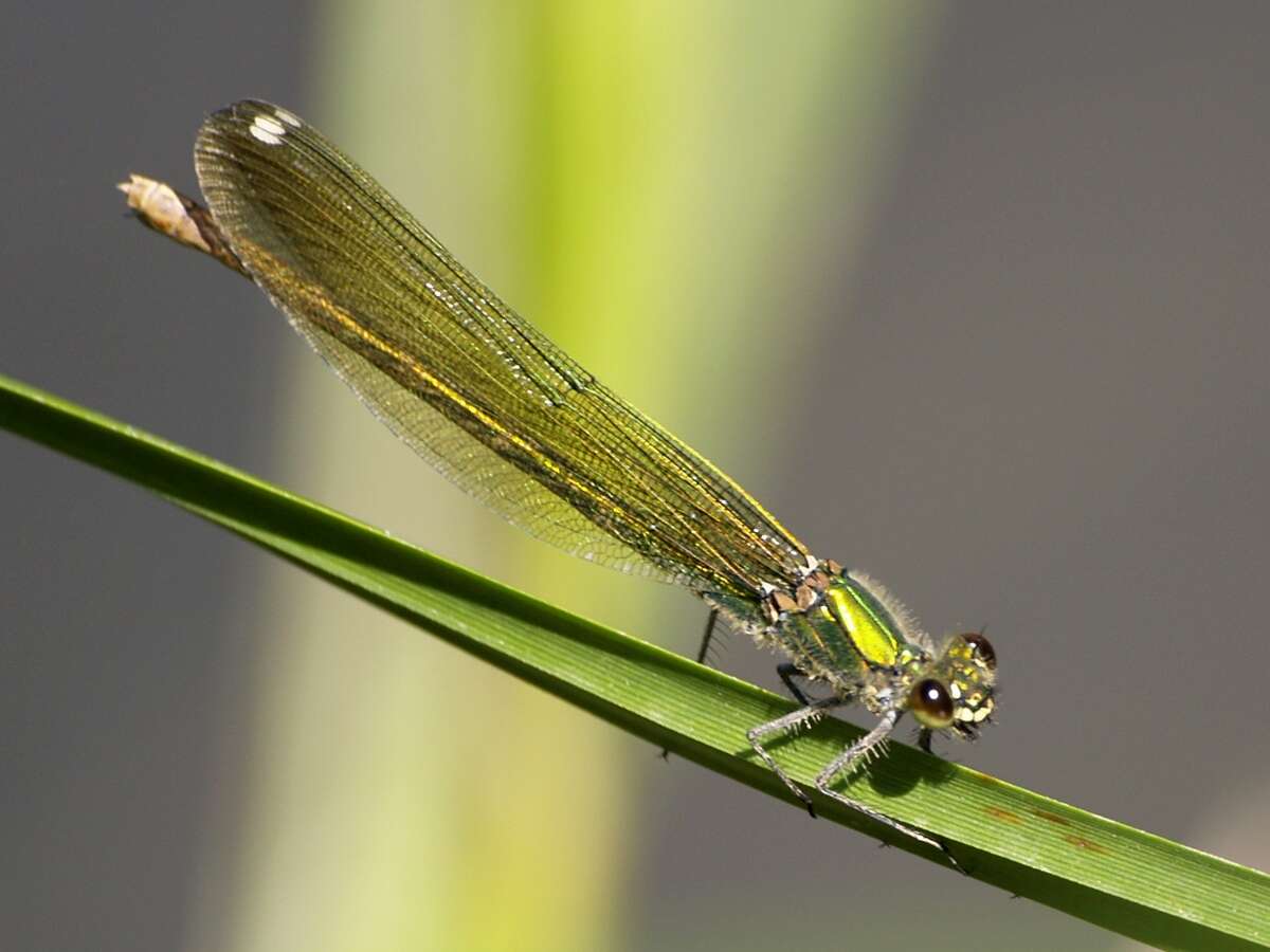 Image of Western Demoiselle