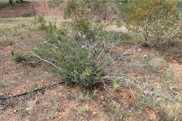 Image of Sturt's desert rose