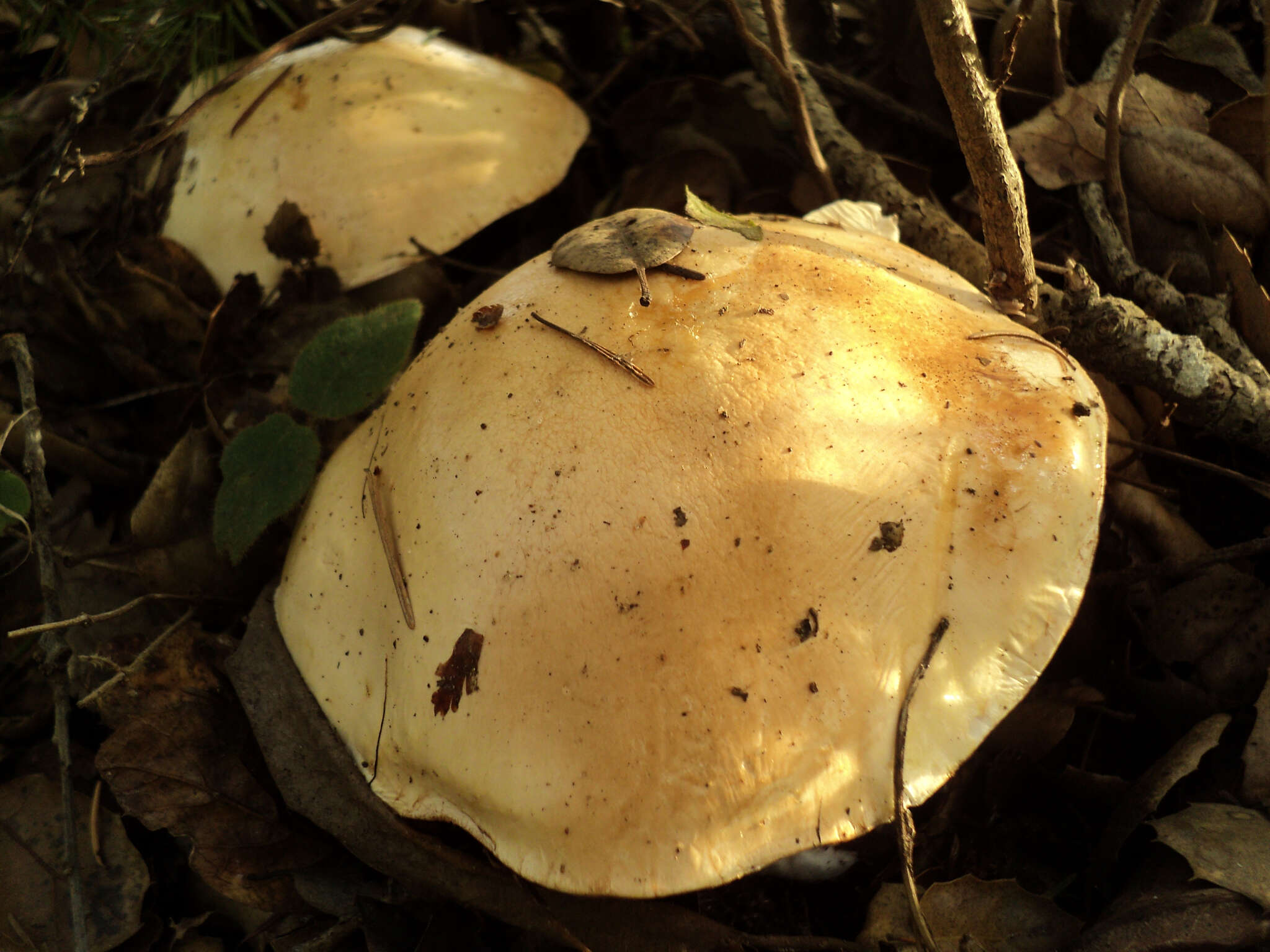 Image of Cortinarius albofragrans Ammirati & M. M. Moser 1997