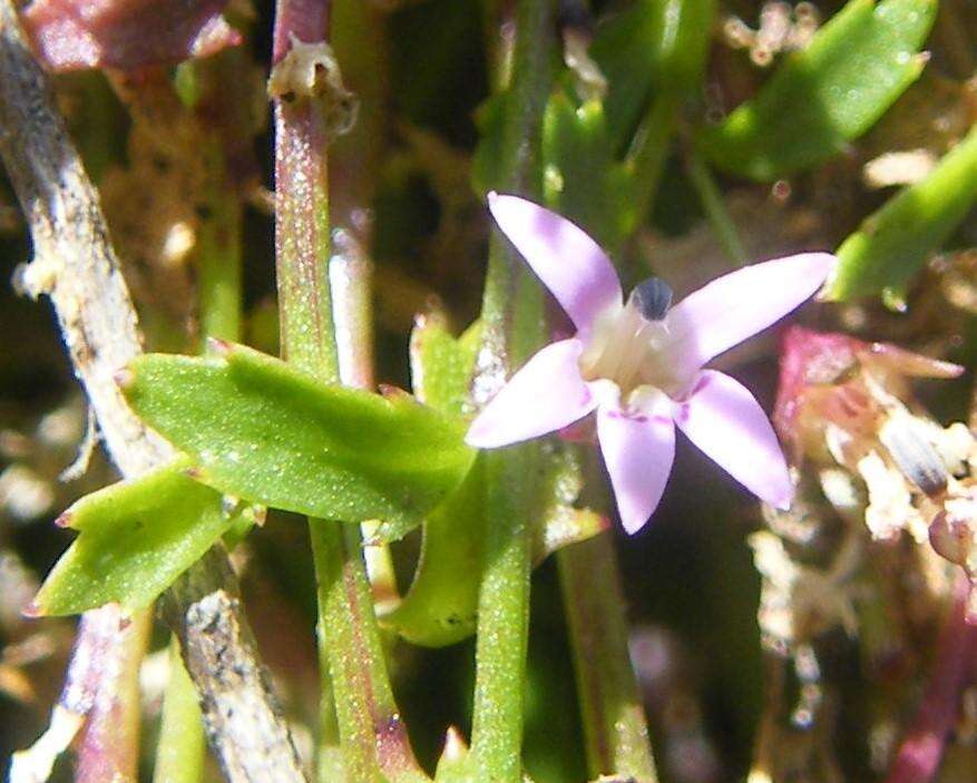 صورة Lobelia filicaulis (C. Presl) Schönland