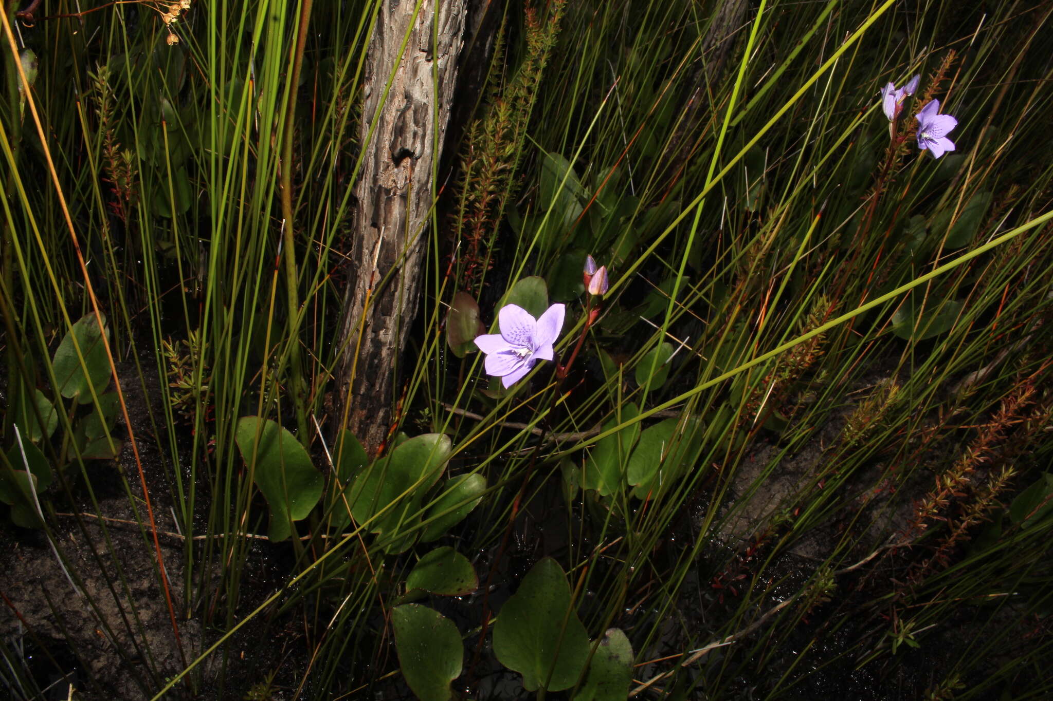 Image of Epiblema grandiflorum R. Br.