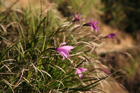 Image of Xerophyta viscosa Baker