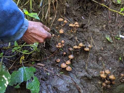 Image of Psilocybe moseri Guzmán 1995