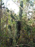 Image of Pachycereus grandis Rose