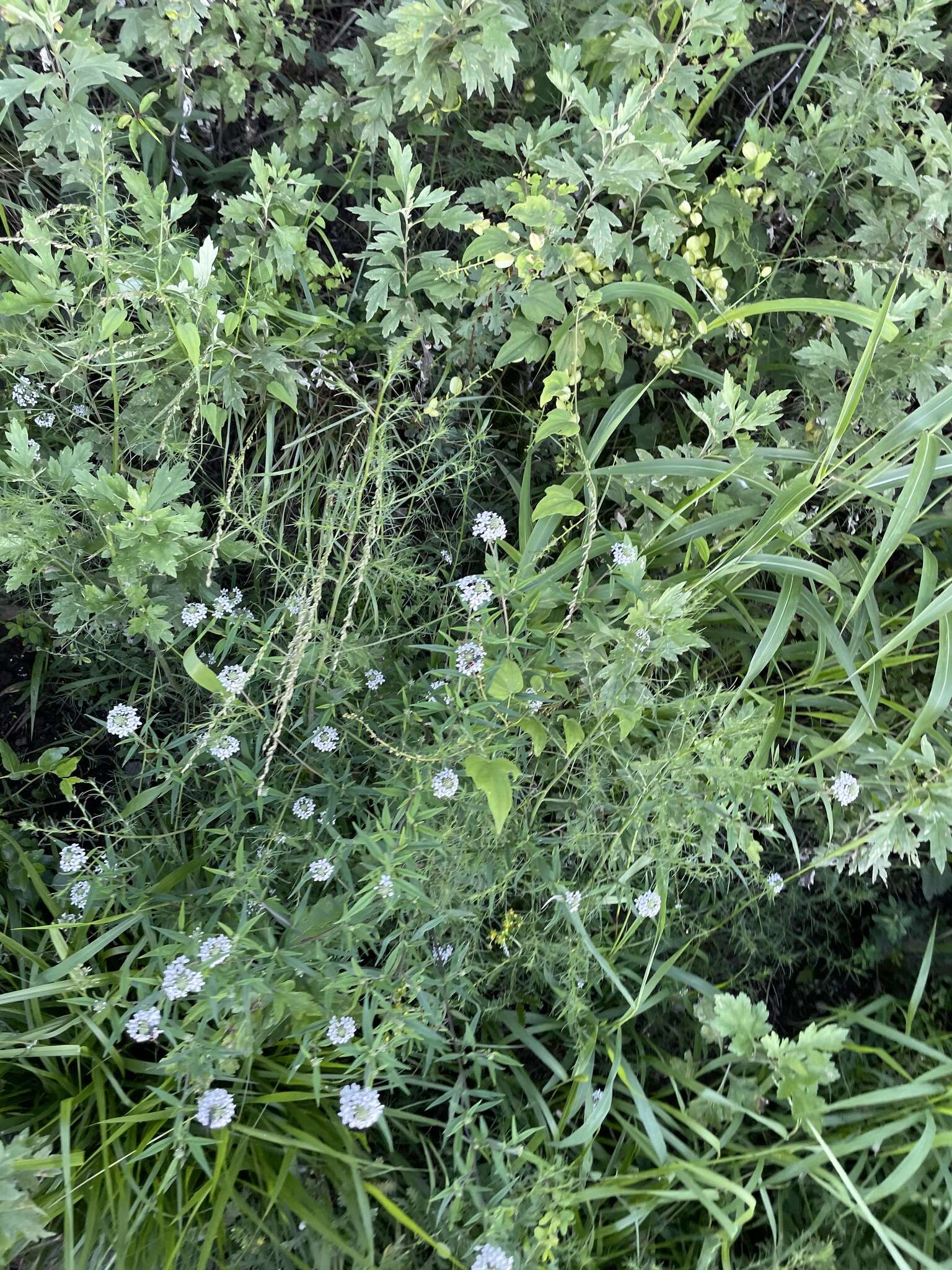 Image of Lysimachia pentapetala Bunge