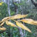Image of Vriesea rodigasiana É. Morren