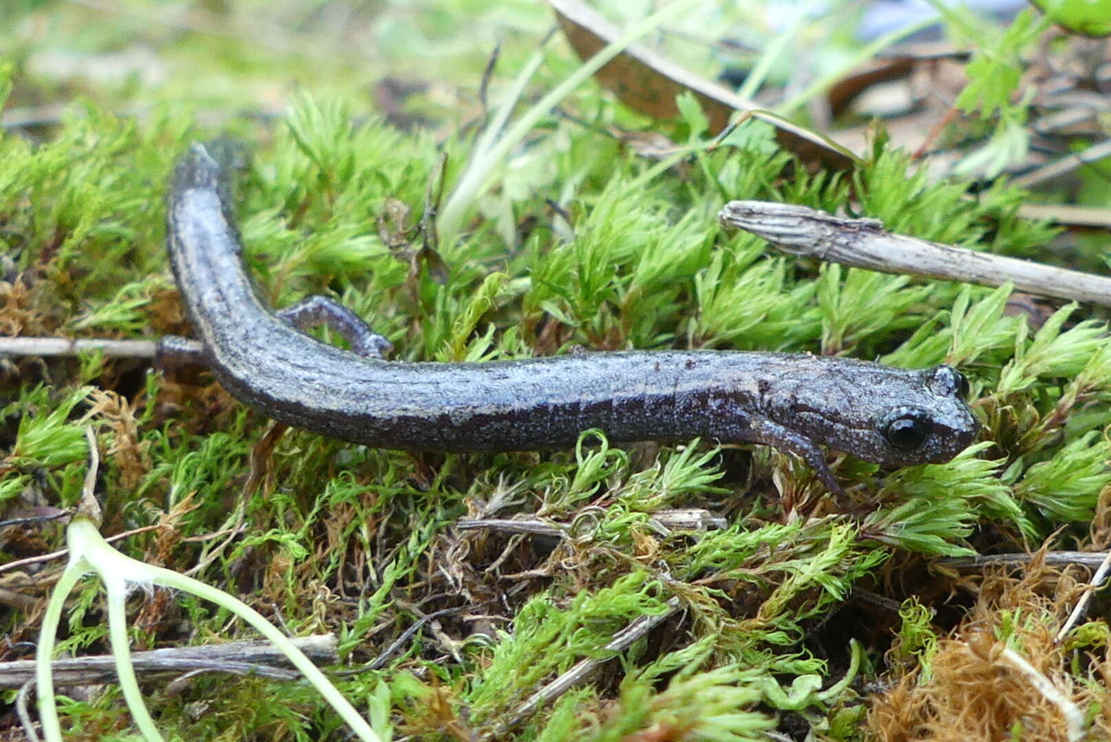 Image of Kings River Slender Salamander