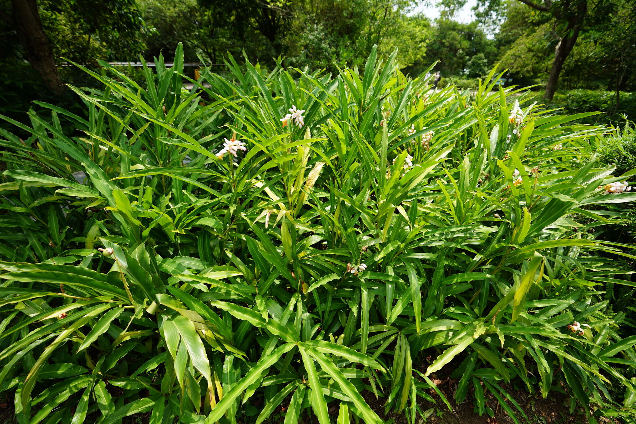 Image of Alpinia hainanensis K. Schum.