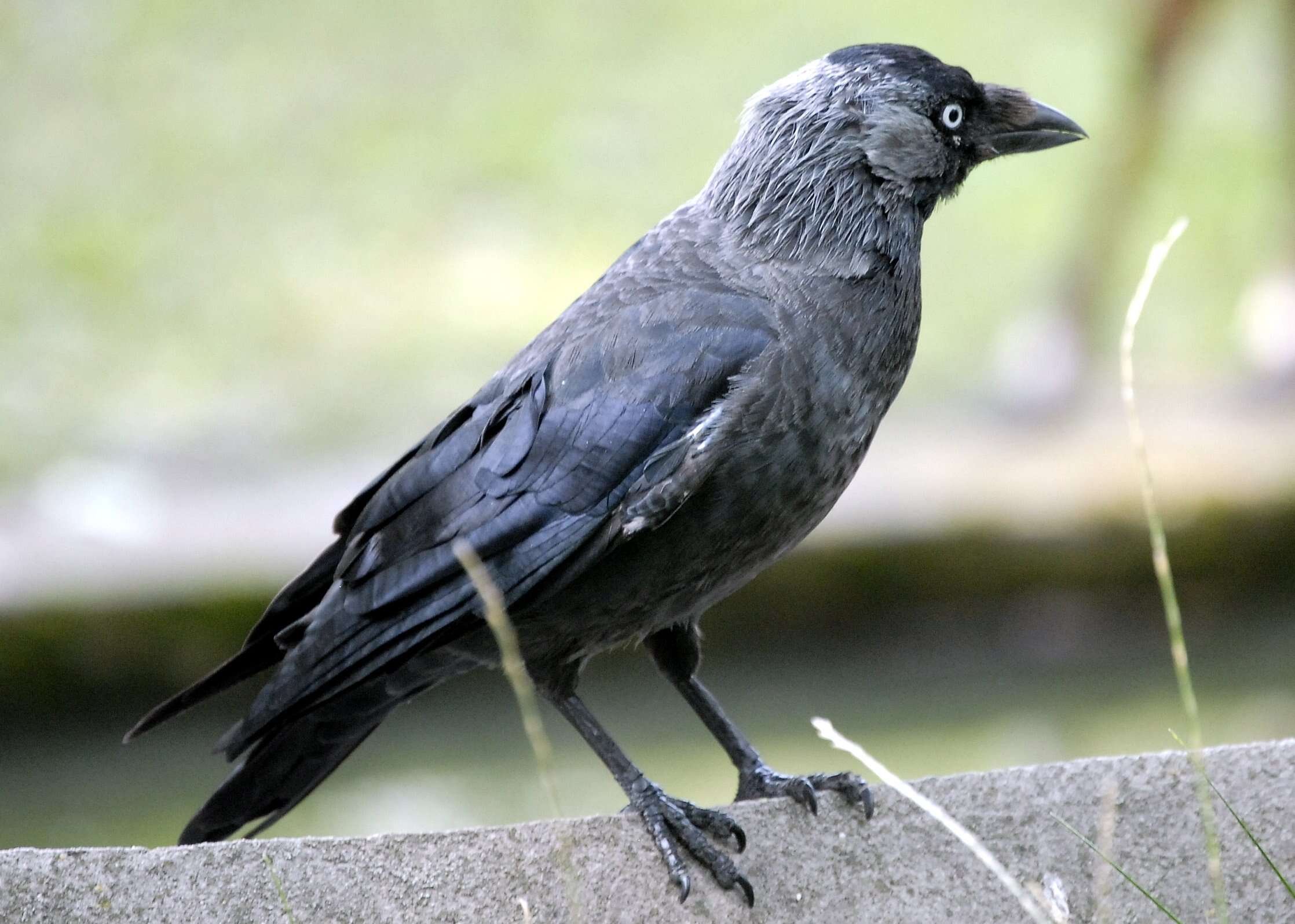 Image of Eurasian Jackdaw