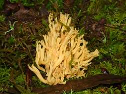 Image of Ramaria lorithamnus (Berk.) R. H. Petersen 1982