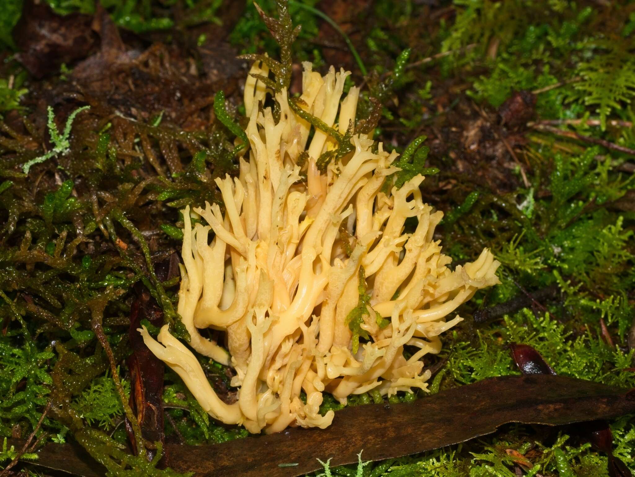 Image of Ramaria lorithamnus (Berk.) R. H. Petersen 1982