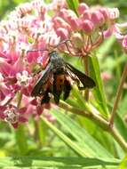 Image of Eichlinia cucurbitae