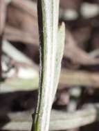 Image of Spear African Daisy