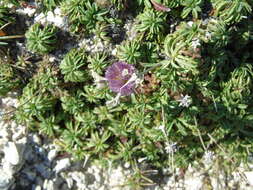 Image de Lomelosia crenata subsp. dallaportae (Boiss.) W. Greuter & Burdet