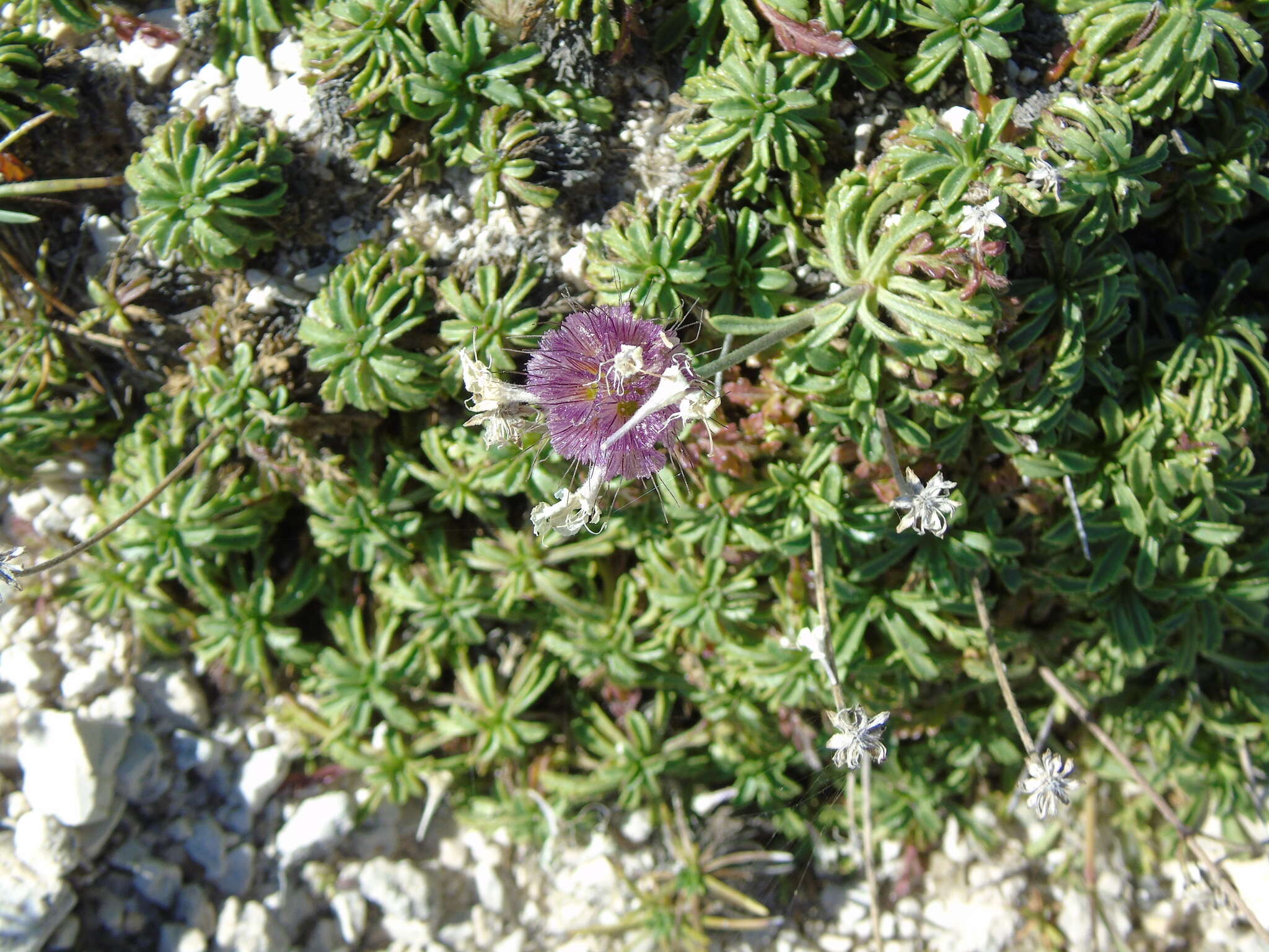 Imagem de Lomelosia crenata subsp. dallaportae (Boiss.) W. Greuter & Burdet