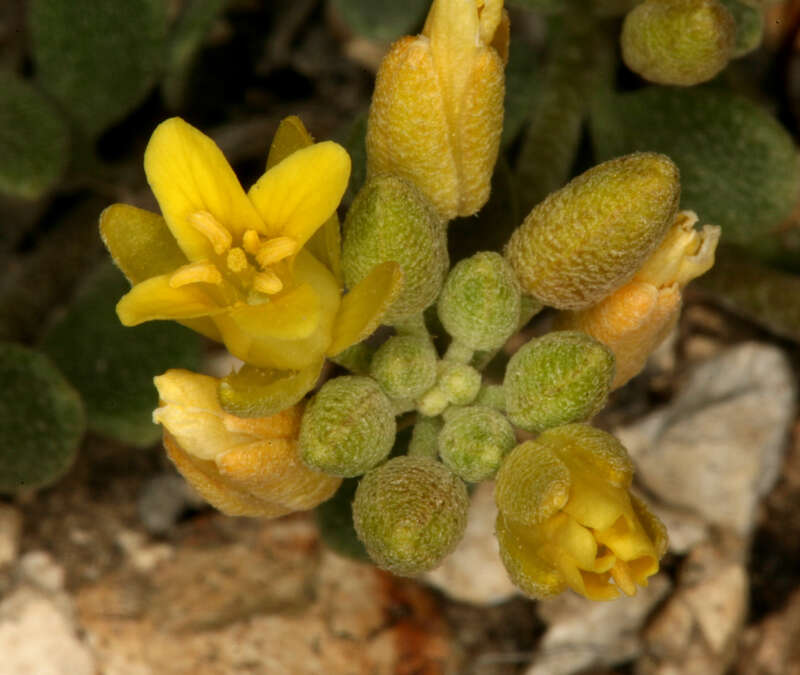 Image of Physaria kingii subsp. kingii