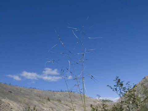 Image of Ptilagrostis mongholica (Turcz. ex Trin.) Griseb.