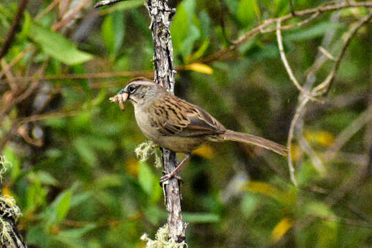 Image of Oaxaca Sparrow