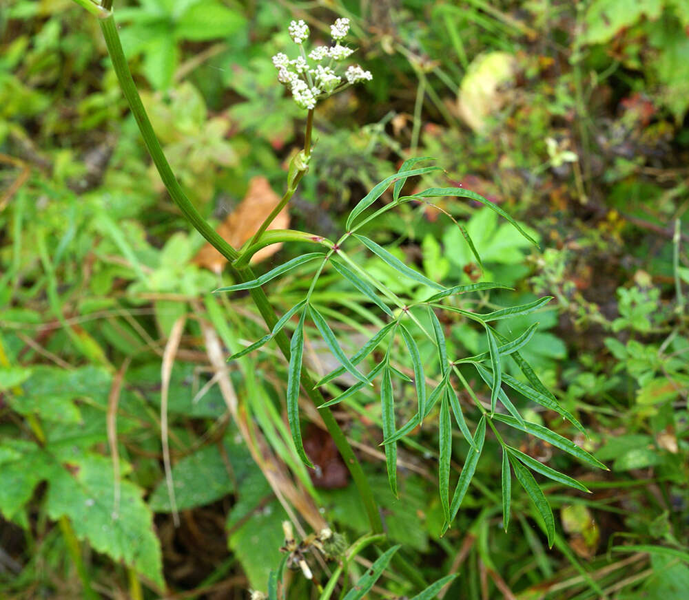 Image of Ostericum maximowiczii (Fr. Schmidt) Kitag.