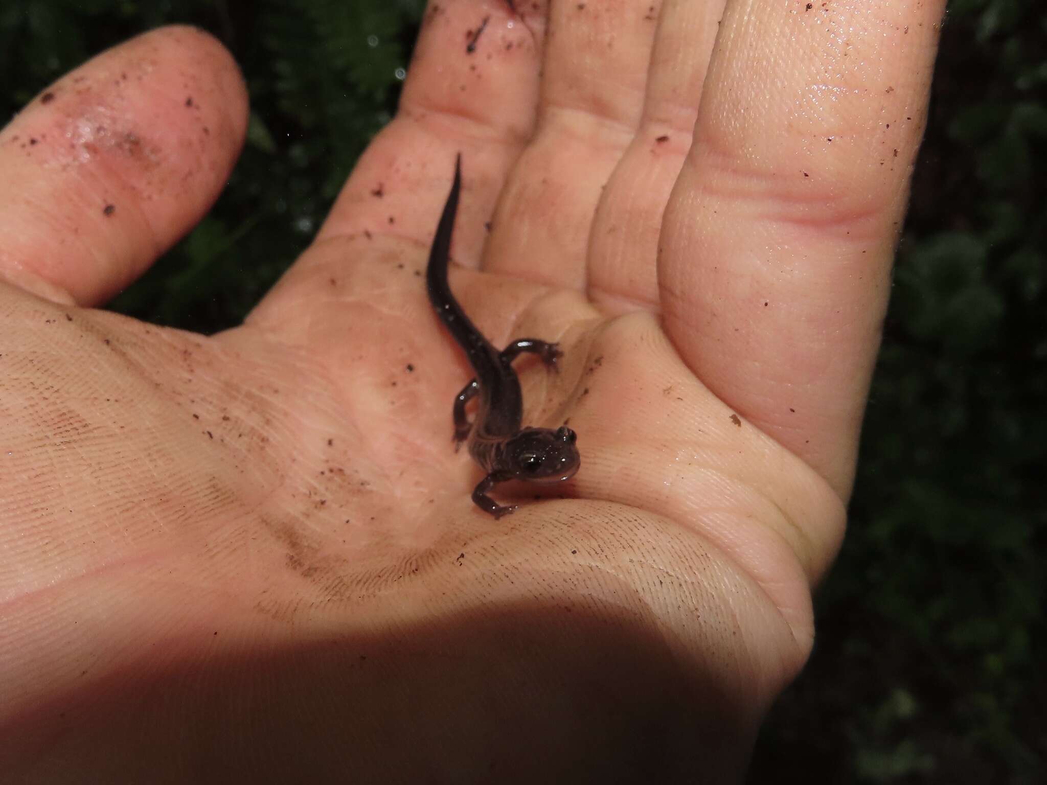 Image of Shenandoah Salamander