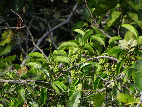 Image of Embelia drupacea (Dennst.) M. R. Almeida & S. M. Almeida