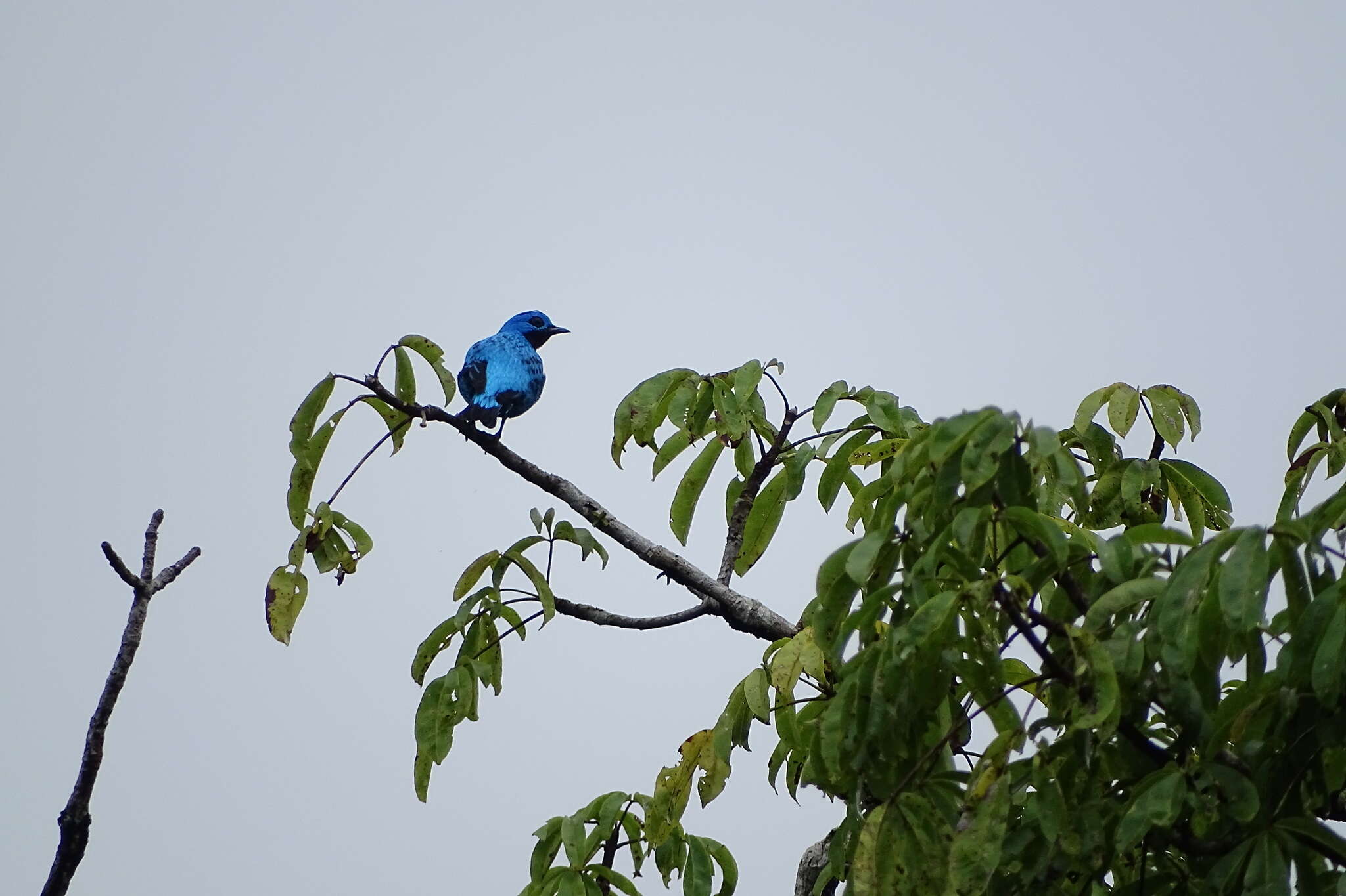 Image of Turquoise Cotinga