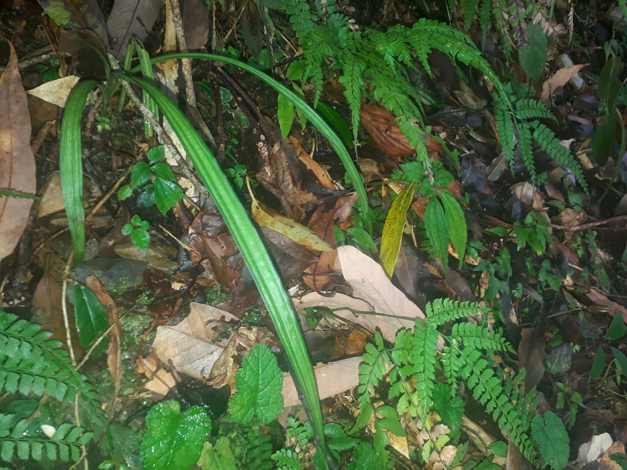 Image of Calanthe davidii Franch.