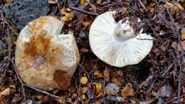 Image of Russula purpureotincta McNabb 1973