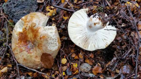 Image of Russula purpureotincta McNabb 1973