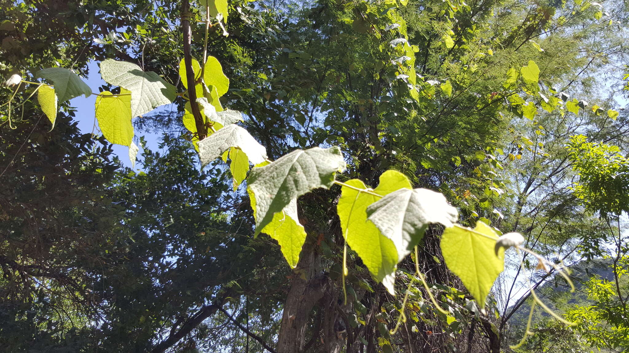 Image of Vitis peninsularis M. E. Jones